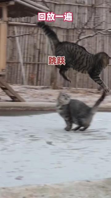 @小可爱猫猫们