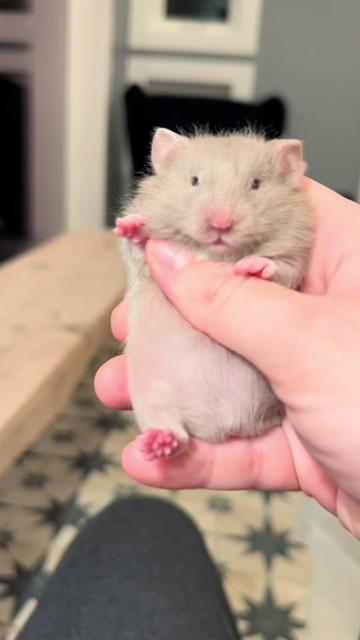 @Poppy Bee Hamstery