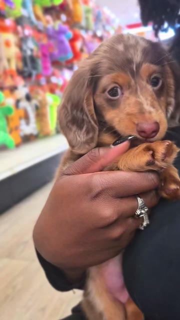 @Petland Oklahoma City