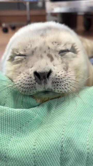 @Marine Mammal Rescue Society