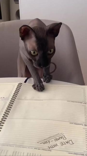 @CAT by Dr Lisa