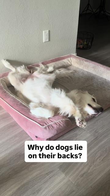 @PetFitness