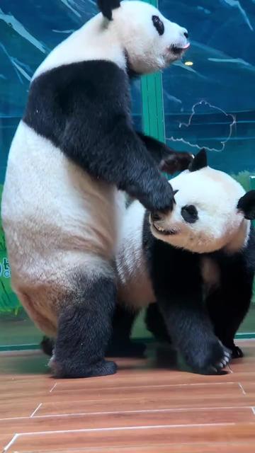 @熊猫妹珠🐼