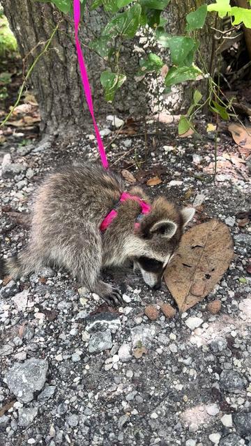 @Roxanne the Raccoon