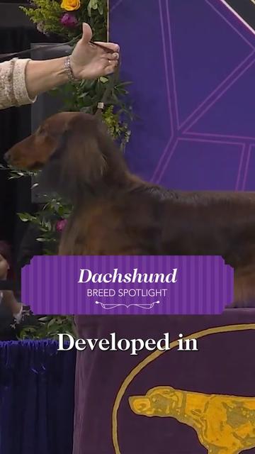 @Westminster Kennel Club
