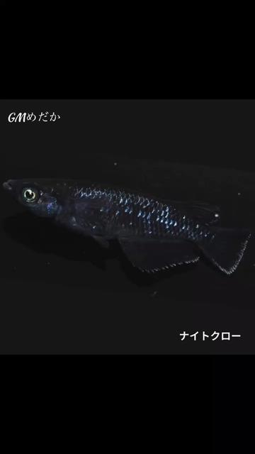 @gmmedaka.niigata
