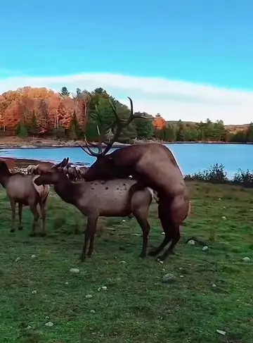 @look animals
