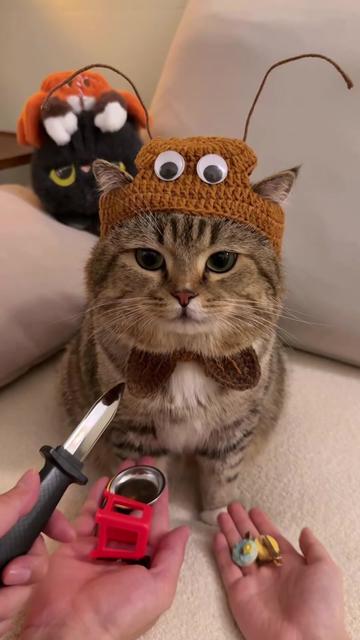 @Chonky World Of Cats