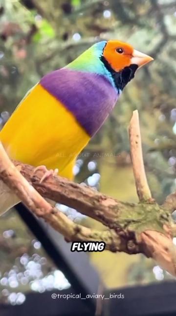 @ALL ABOUT ANIMALS