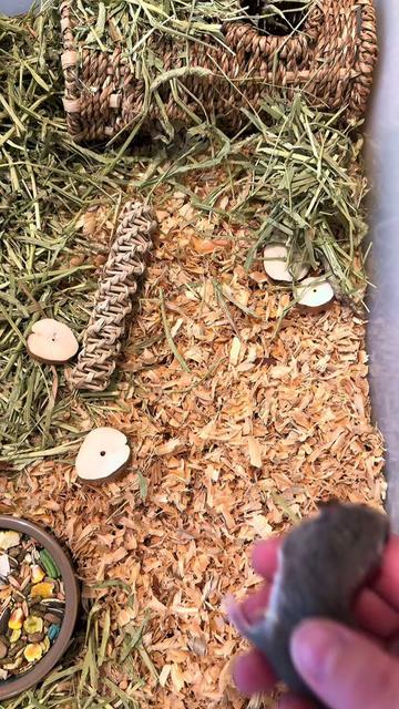 @Tiny Tails Mousery
