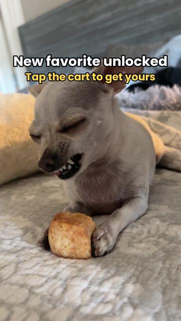 @TBD the Rescue Chihuahua