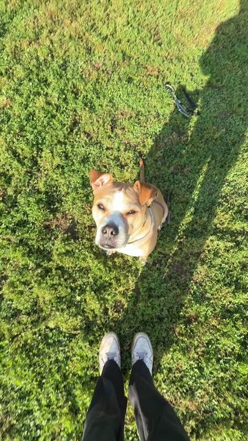 @dogstrainjen