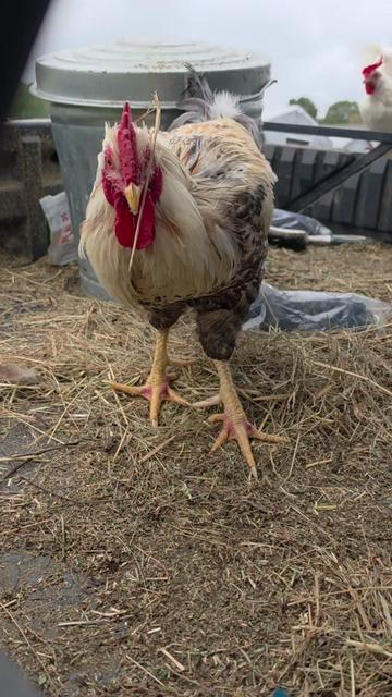 @FIRST TRY FARM
