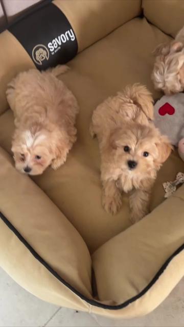 @Maltipoo Puppy Place