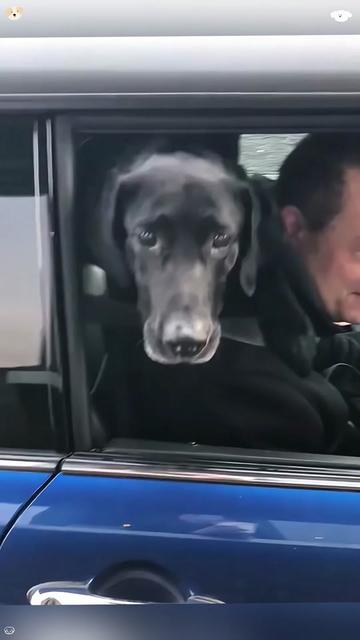 @funnyanimalvideo99