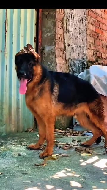 @Trại ch&oacute; Becgie ho&agrave;ng Minh