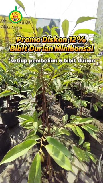 @Produksi Buah_SBS