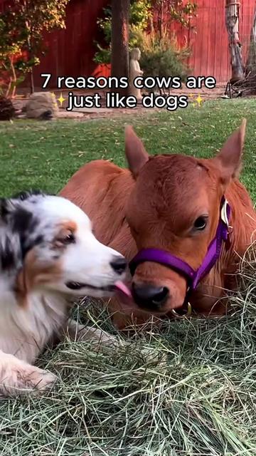 @The Gentle Barn | Sanctuary