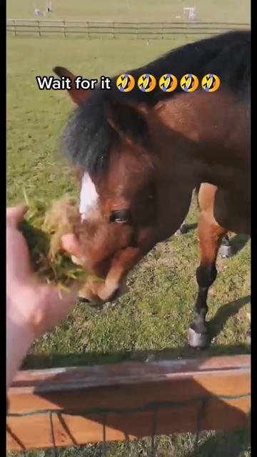 @Horses TikTok