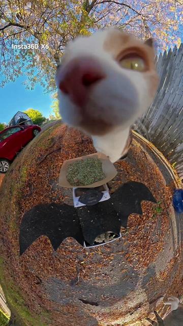 @insta360 official