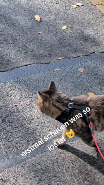 @😻Katrin&Odin 😻Modi Muddi 😻