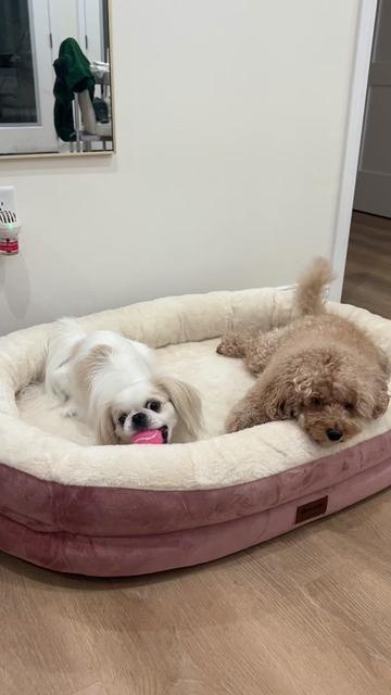 @toe beans inc!🐾