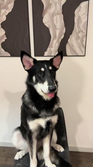 @tylerthek9trainer