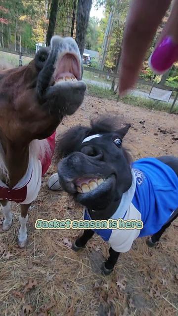@minihorsemomandtrainer🐴🐴🐴🐴