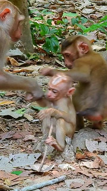 @Monkey Cambodia