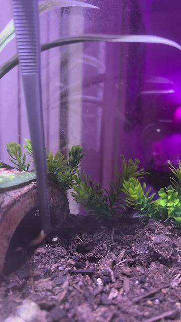@Mama Bhodie
