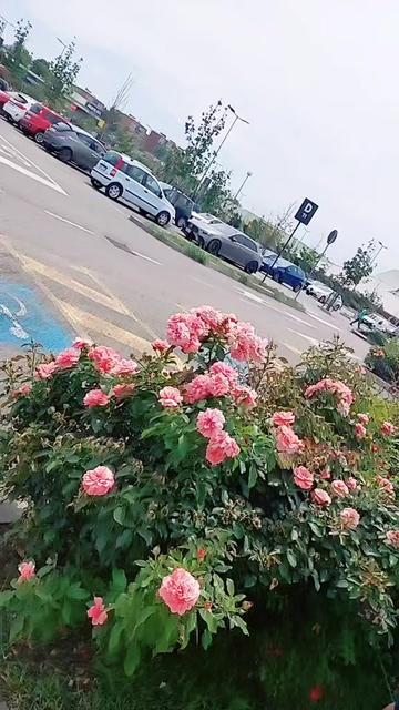 @mallidhanoa