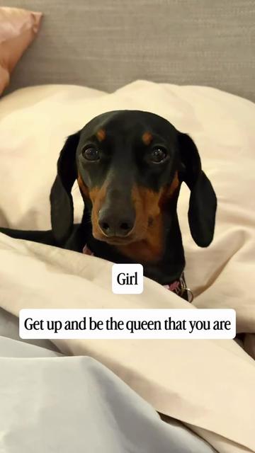 @Penny the Dachshund