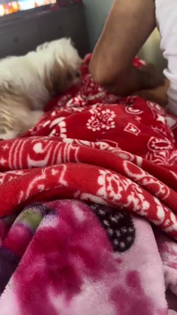 @Crisp&iacute;n_y_mia_abelito_shihtzu_