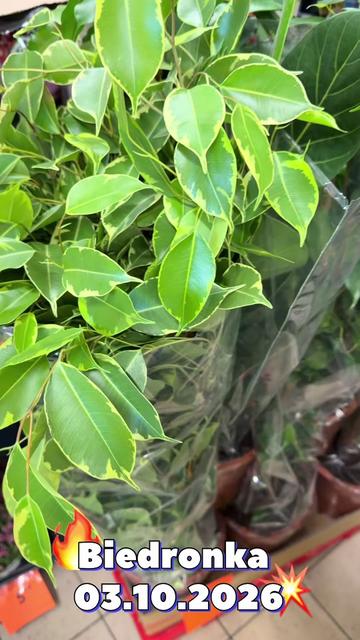 @maciej.plants