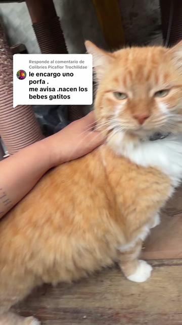 @Sol-Argueta 🐾🍓