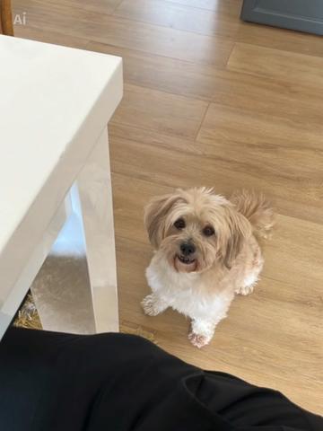 @DogMilow