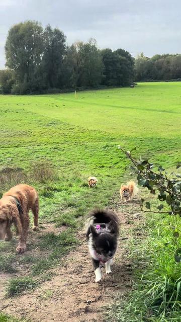 @DogWalk78
