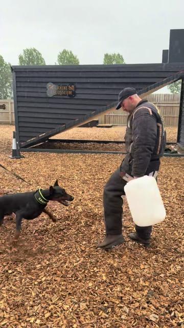 @protectiondobermanns