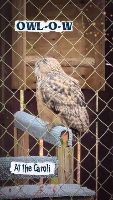 @Carolina Raptor Center