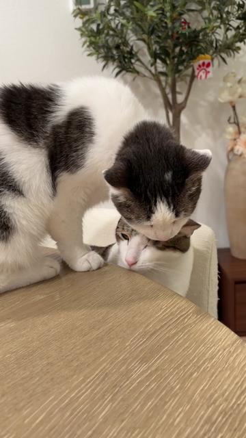 @Mimi Wawa Meow