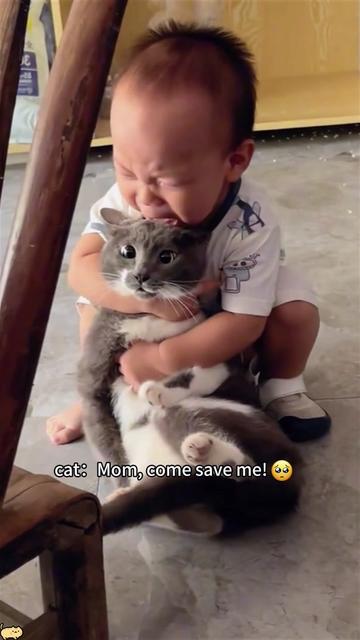 @Funny cat 520