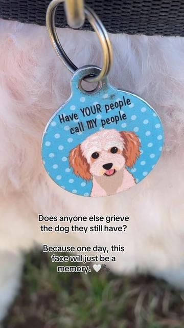 @My Cavachon