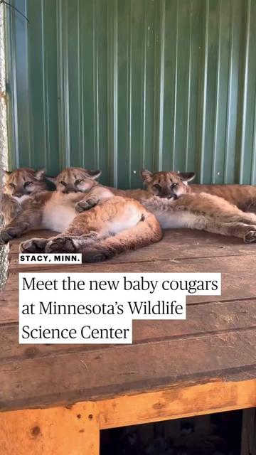 @Minnesota Star Tribune