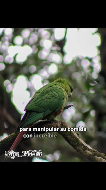@Felipe_WildLife