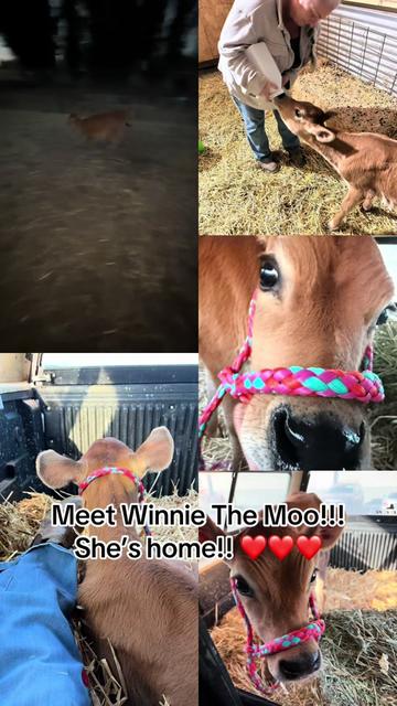@WollamFarm