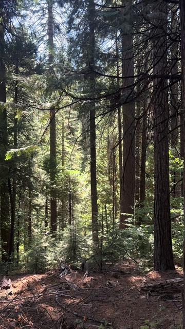 @🌲