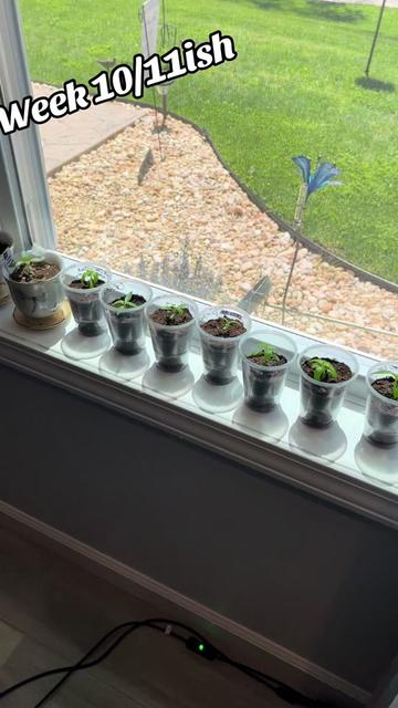@ApeyMae