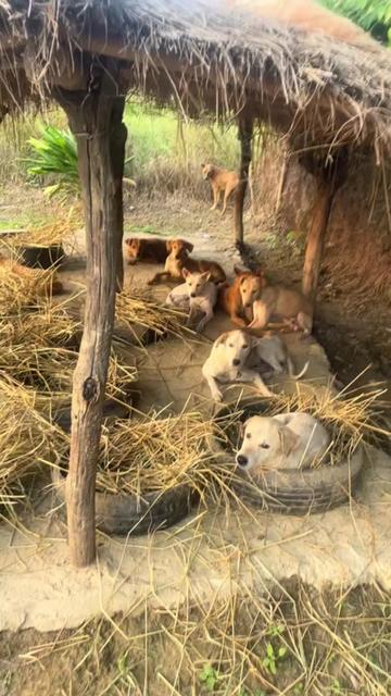 @Narayan karki