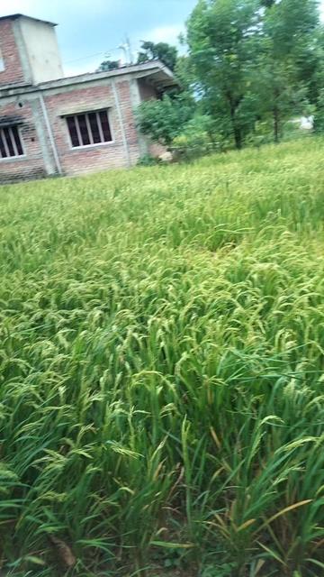 @pabitra Bhusal