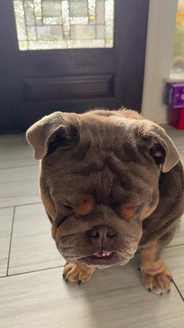 @RawlsTheBulldog